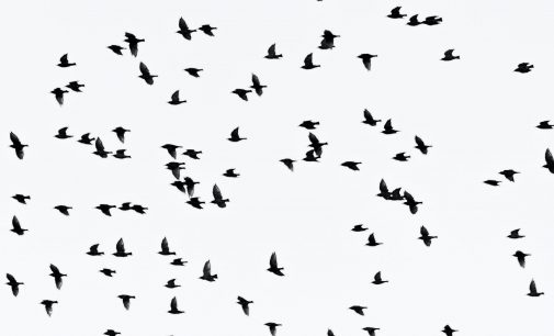 Animal Control to Use Loud Cannons This Week