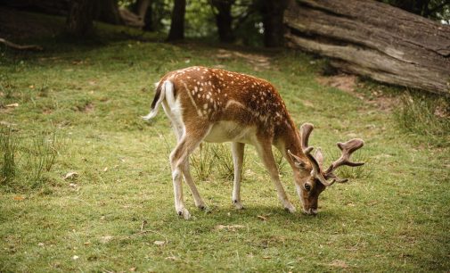Palo Pinto County: Deer Hunting’s Hidden Gem